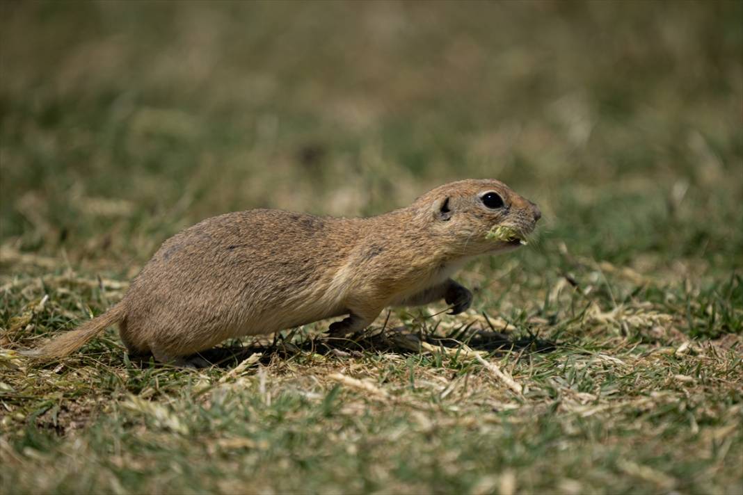 Toprağın verimliliğine katkı sağlayan gelengiler ortaya çıktı 10
